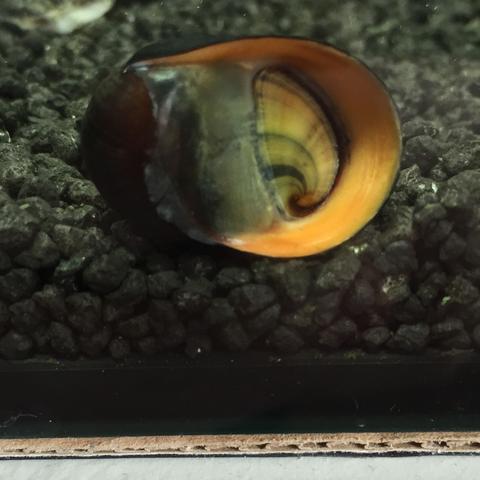 Meine Aquarium Schnecke ist seit einer Woche verdeckelt - was soll ich