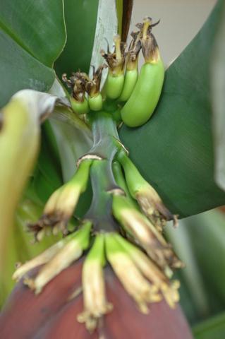 Bild vom 23.6.11 - (Pflege, Pflanzen, Banane)