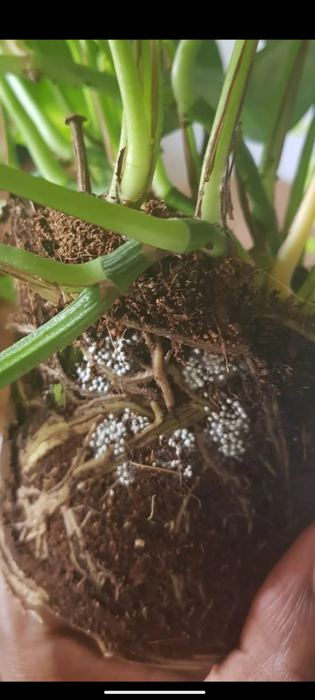 Meine Calathea rufibarba geht ein...!? (Pflanzenpflege, Zimmerpflanzen,  Giessen)