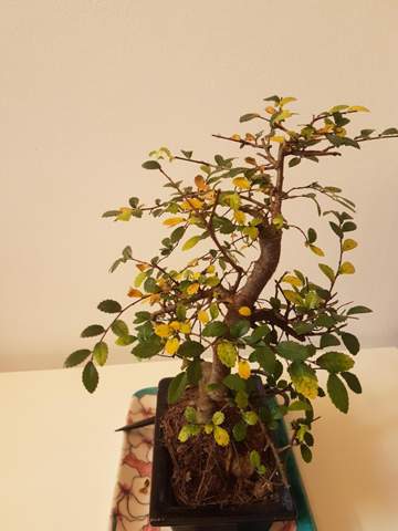 Meine chinesische Ulme verliert Gelbe Blätter aber bekommt neue Triebe?