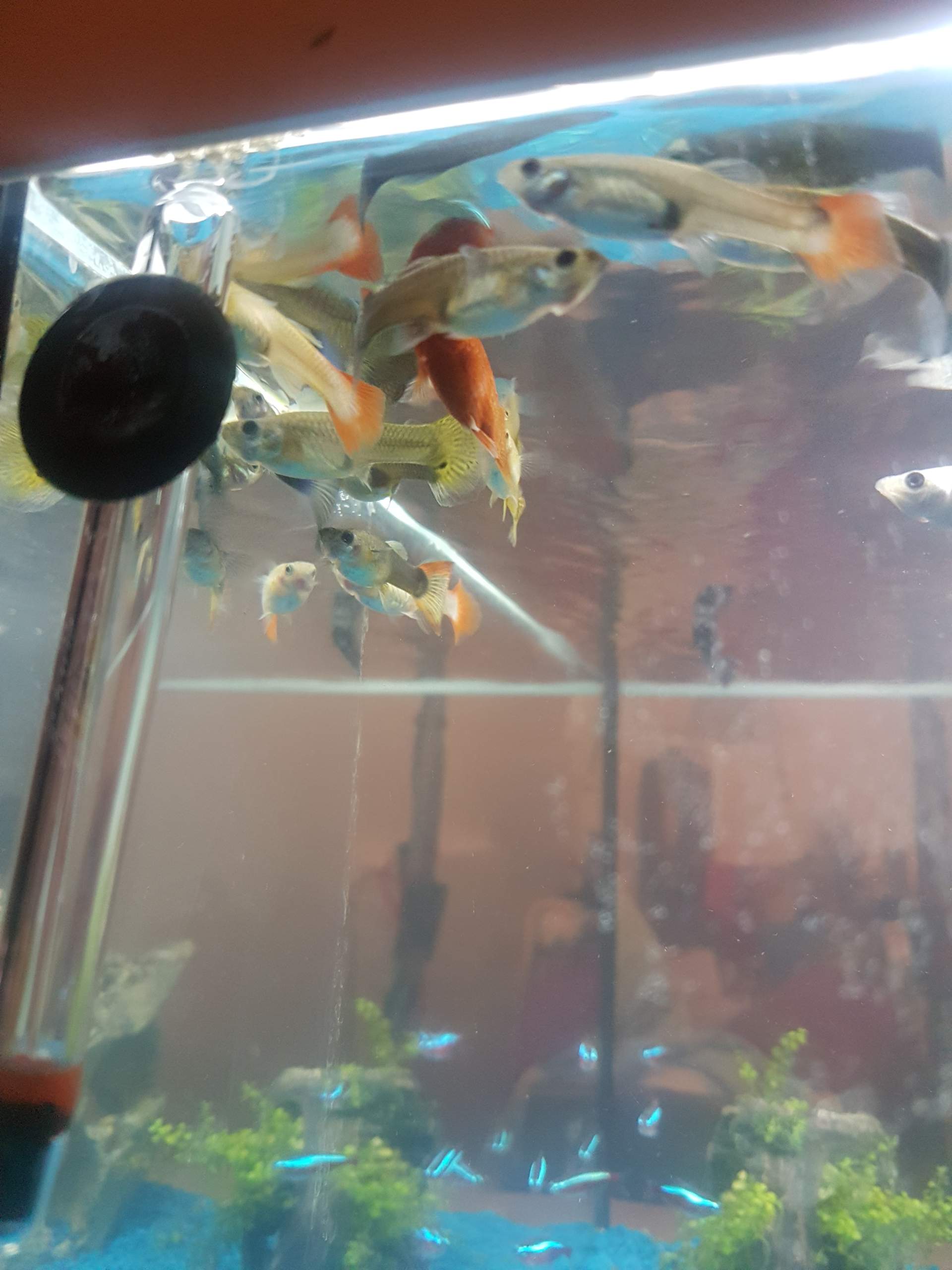 35+ Fische Immer In Einer Ecke Teich, Fische sind weder verletzt noch