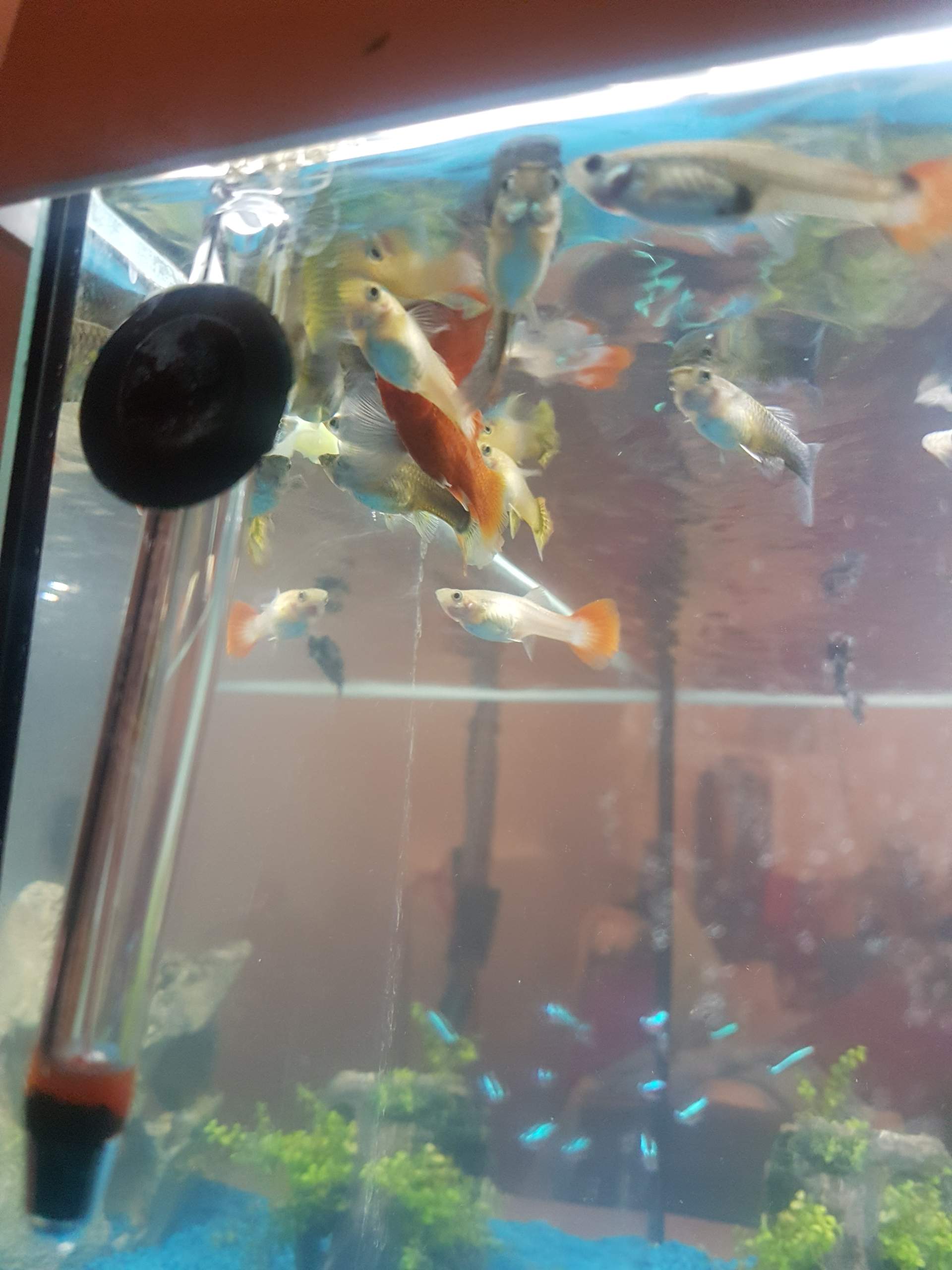 Meine Fische bleiben immer in dieser ecke des Aquariums? (Aquarium)