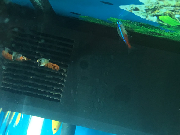Meine Fische im Auquarium schwimmen oben am Filter, paar liegen am
