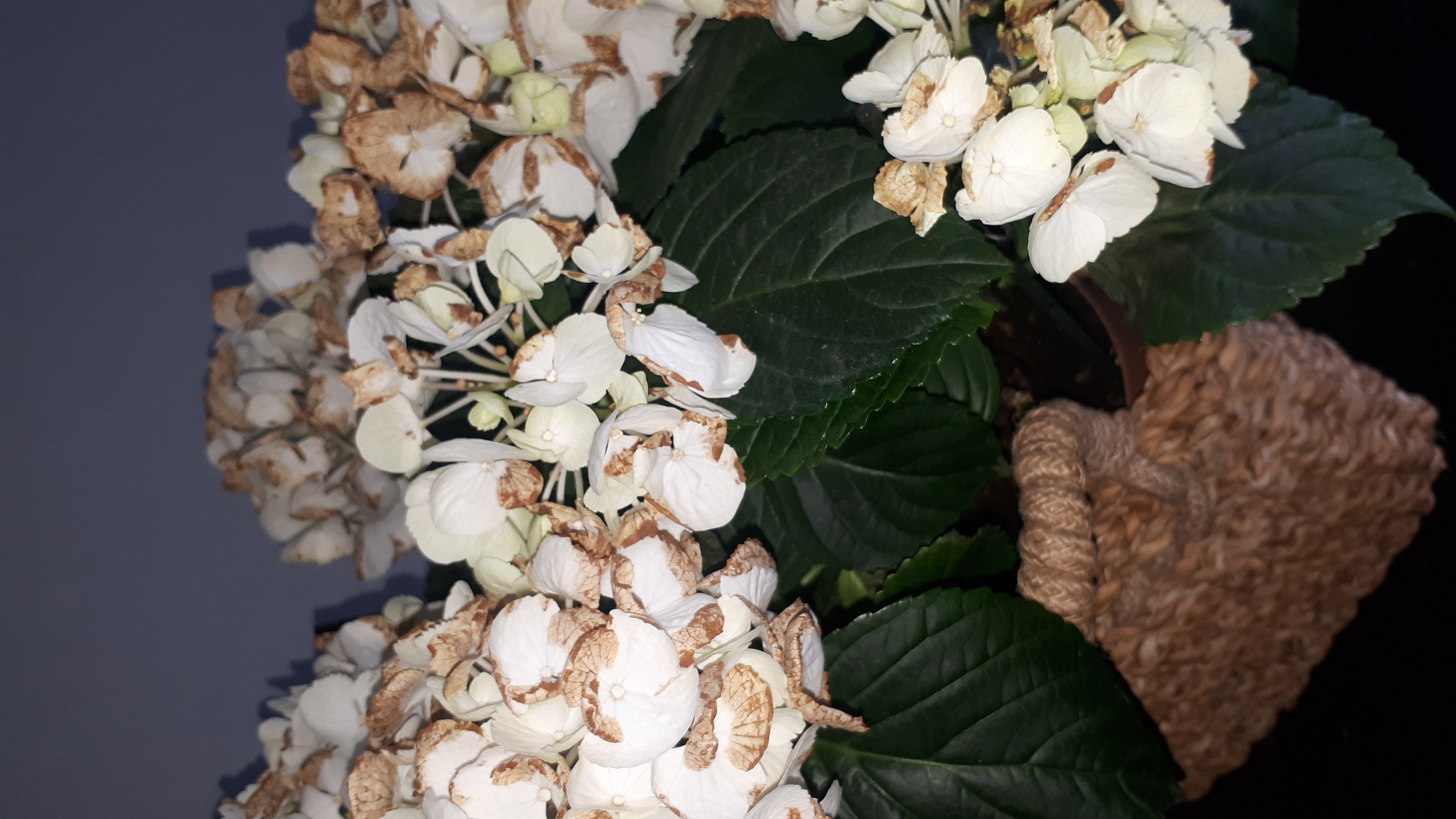 Meine Hortensie hat braune Blüten, sollte ich sie abschneiden? Wenn ja
