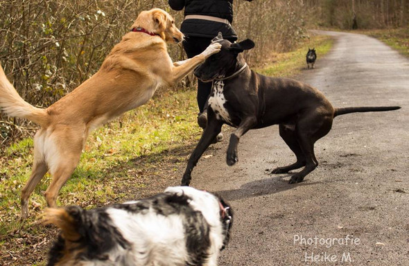 Heller Goldi-Podenco-Mix ist unserer! - (Tipps, hilfe beim Hund)