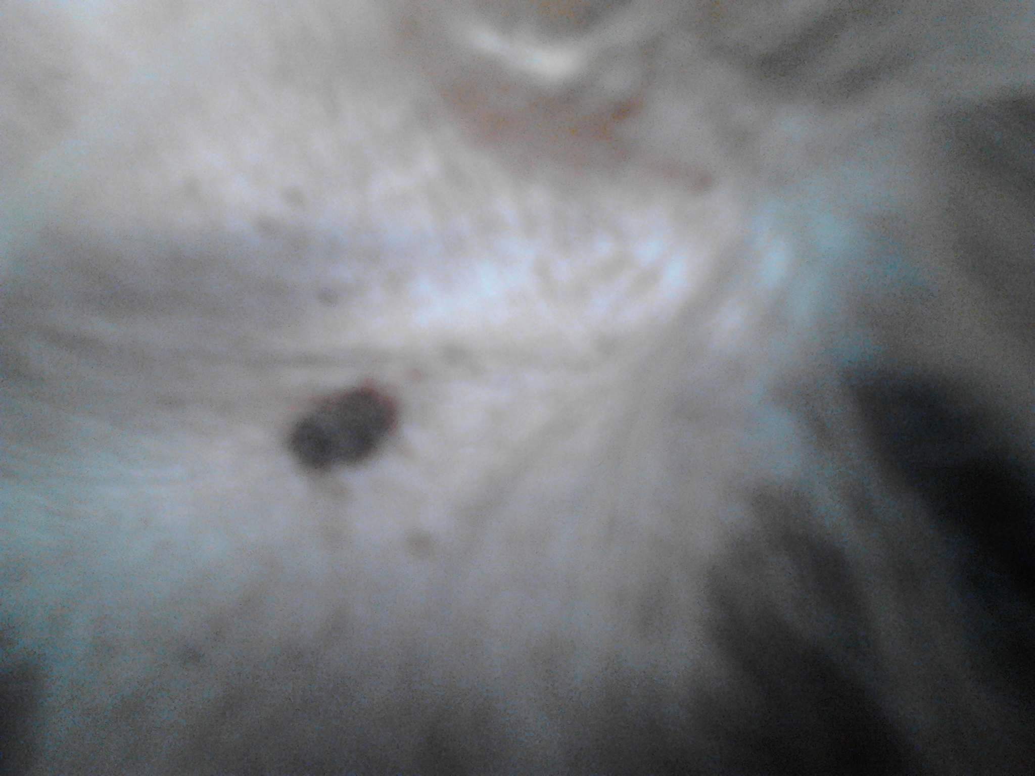 Meine Hündin hat einen Schwarzen Punkt..? (Punkte) Meine Hündin hat einen Schwarzen Punkt..? (Punkte)