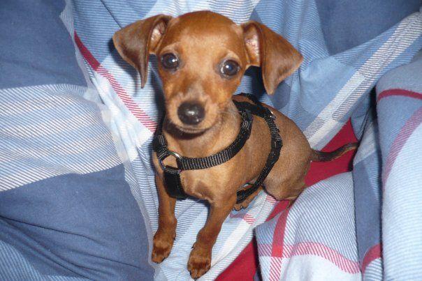 Meine Hündin hustet nach dem trinken (Tiere, Hund)