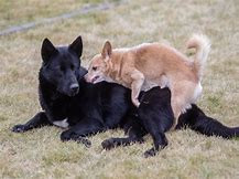 - (Hund, hunde parung)