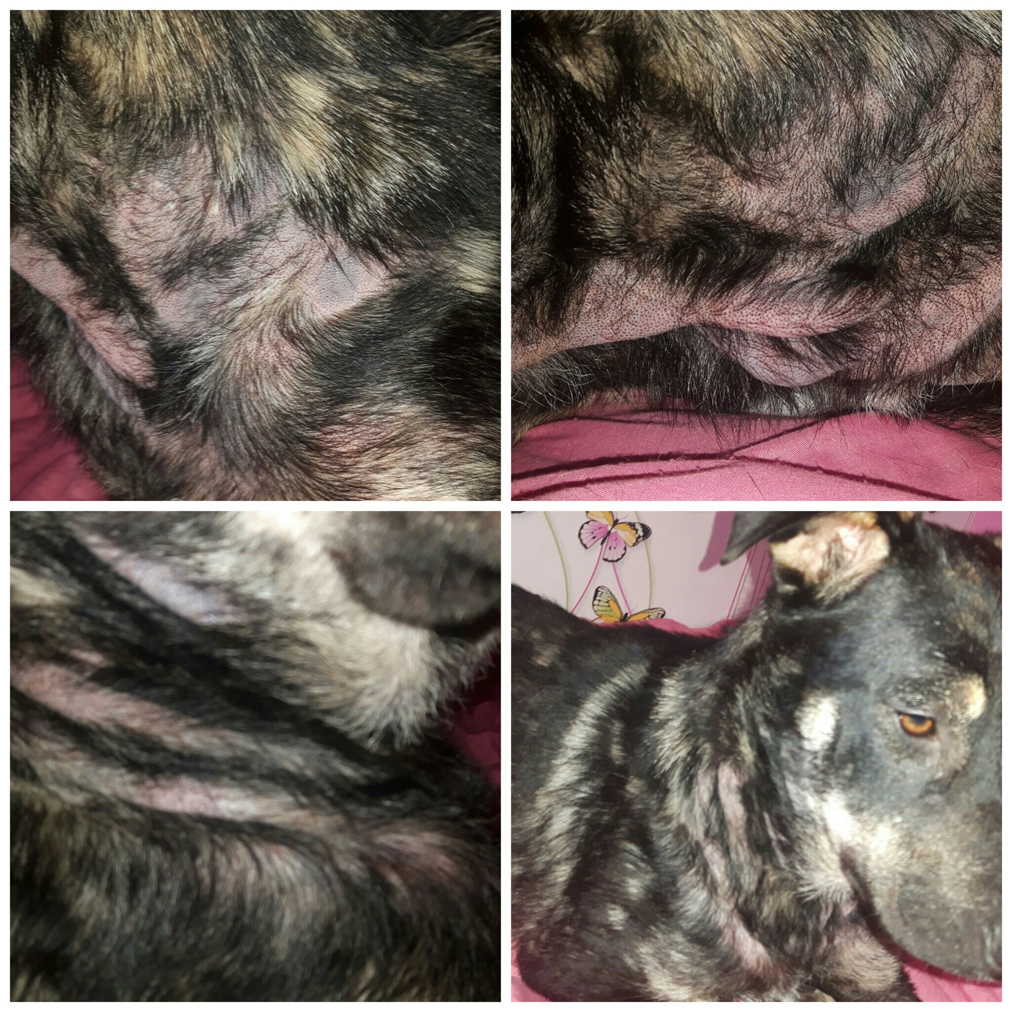 Meine Hündin verliert ihr ganzes Fell? (Krankheit, Hund, Haarausfall)
