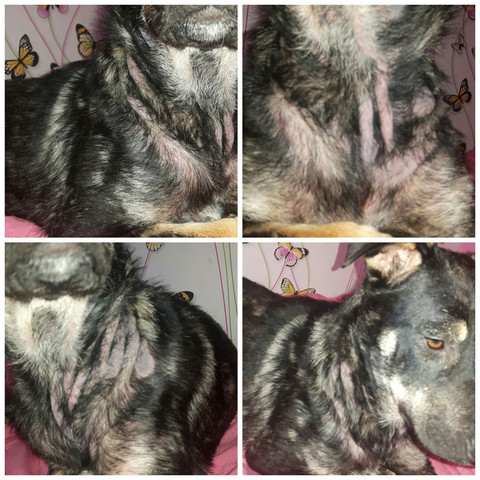 meine hundin verliert ihr ganzes fell krankheit hund haarausfall