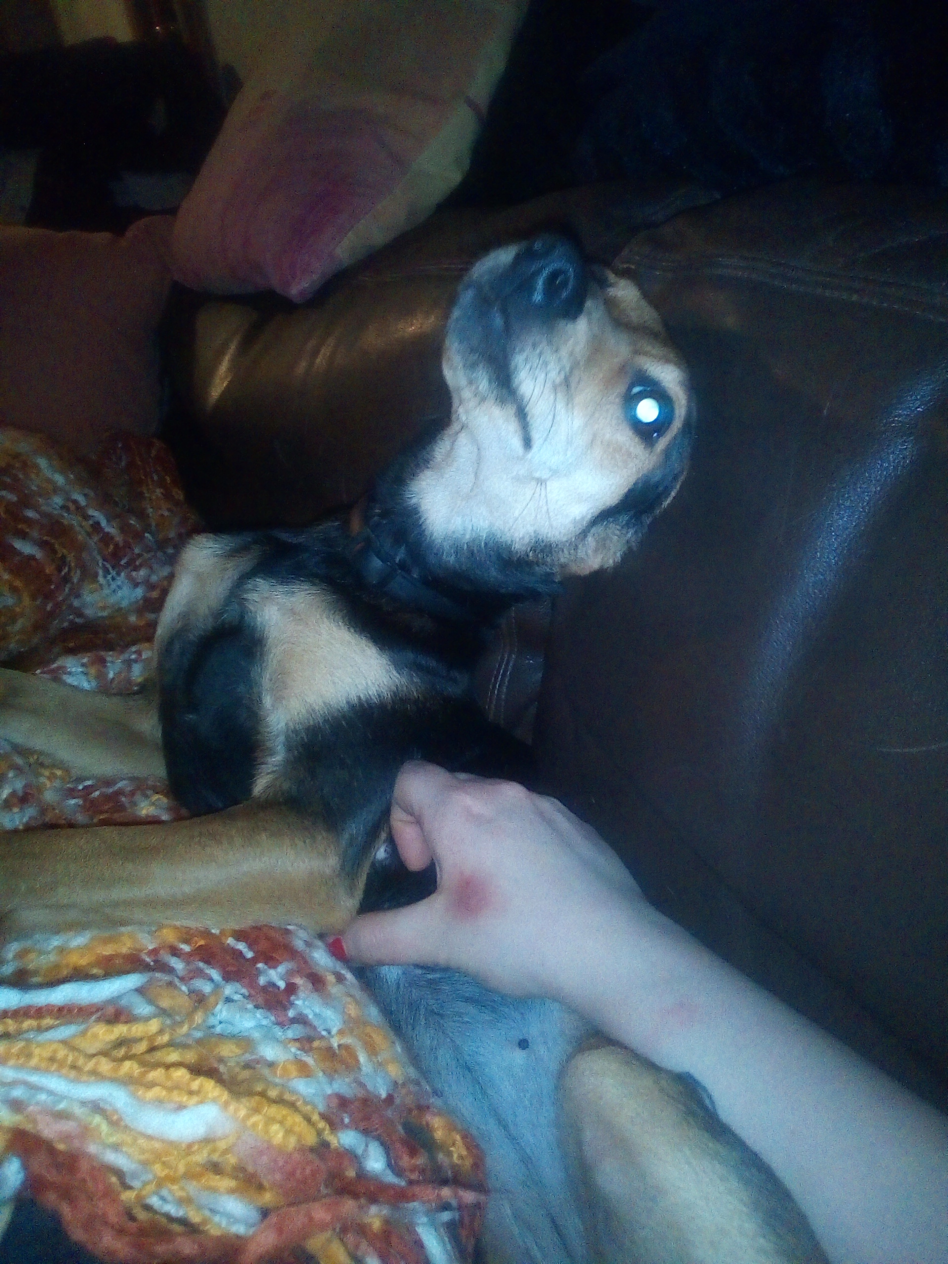 Meine Hundinn Hat Einen Knubbeligen Bauchnabel Tiere Hund Hundin Meine Hundinn Hat Einen Knubbeligen Bauchnabel Tiere Hund Hundin