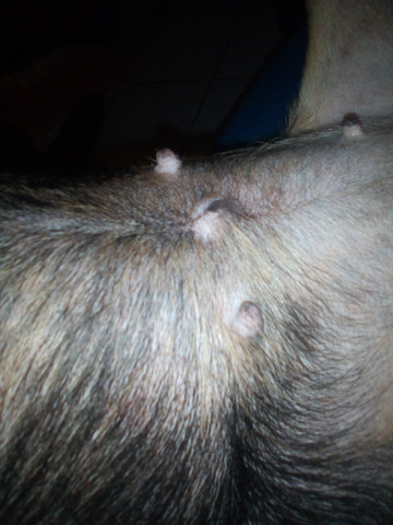 meine hundinn hat einen knubbeligen bauchnabel tiere hund hundin