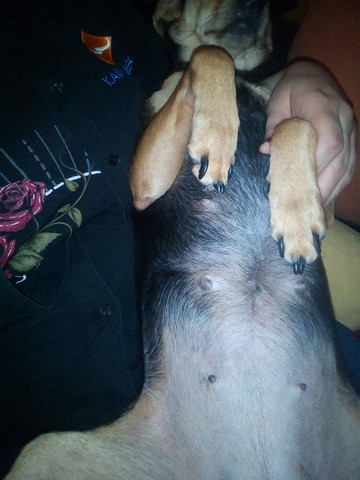 meine hundinn hat einen knubbeligen bauchnabel tiere hund hundin