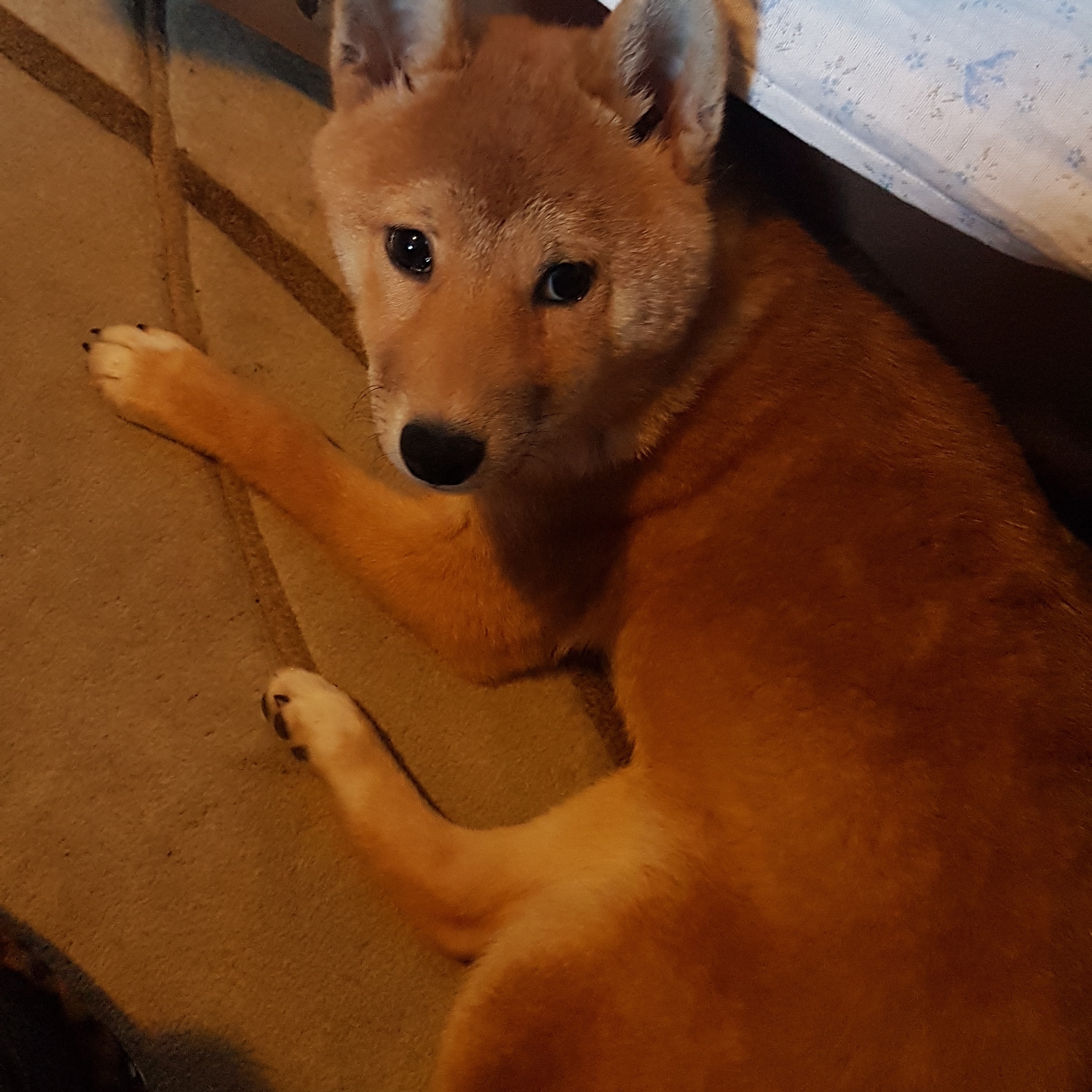 Meine Hund shiba inu schielt ist das normal es ist eine welpe? (ruhig