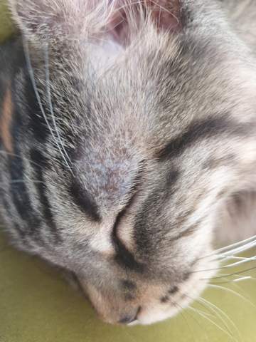meine jungkatze hat eine kahle stelle uber dem auge katze katzen