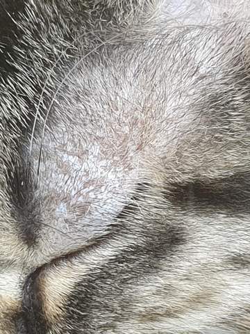 meine jungkatze hat eine kahle stelle uber dem auge katze katzen