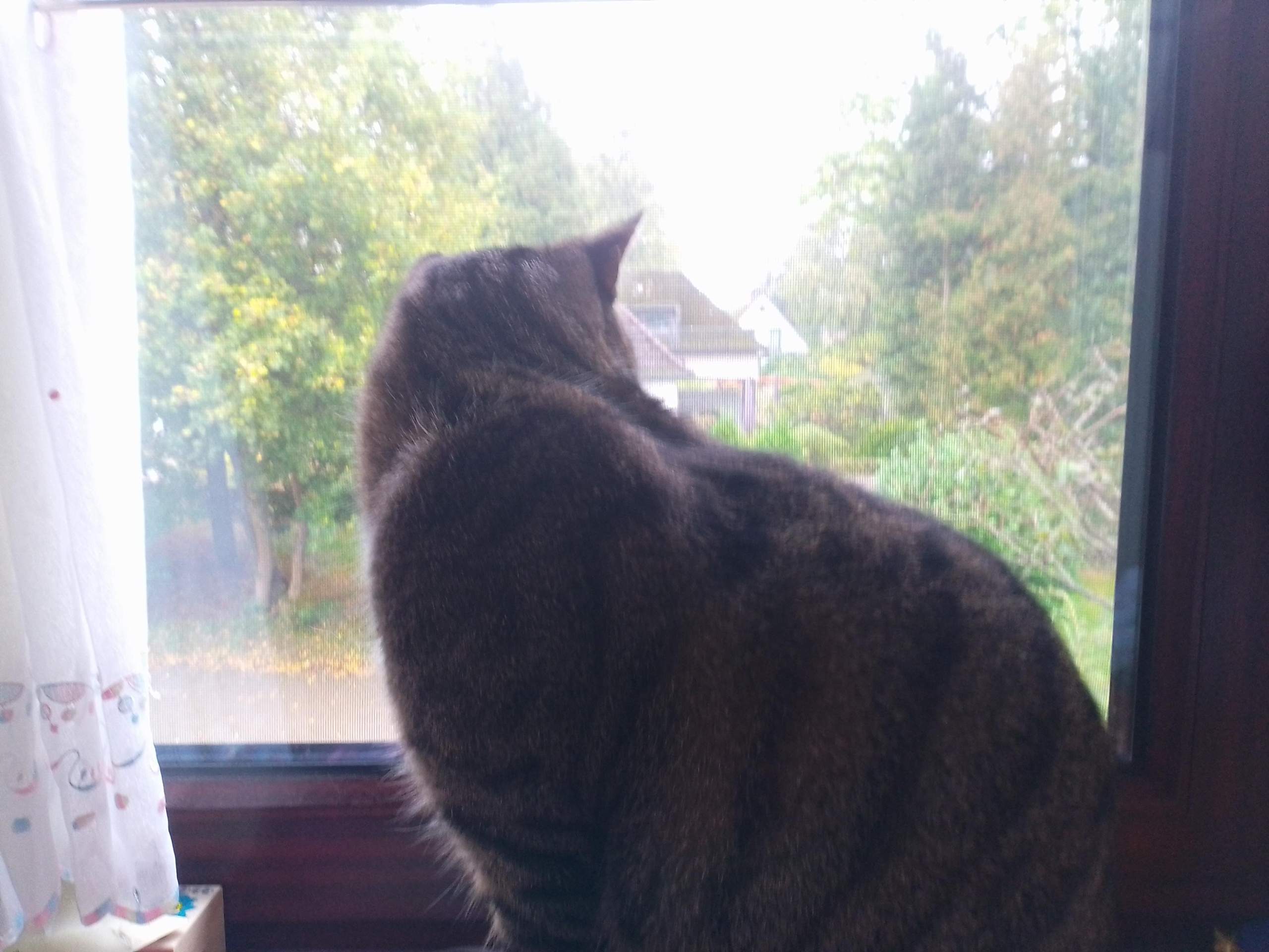 Meine Katze (4 Jahre lang bei mir) hat Angst reinzukommen und jault und maunzt ganz laut, er