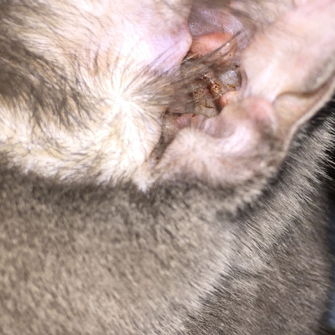 Meine Katze Braune Flecken Im Ohr Ohrenschmalz Oder Ohrmilben