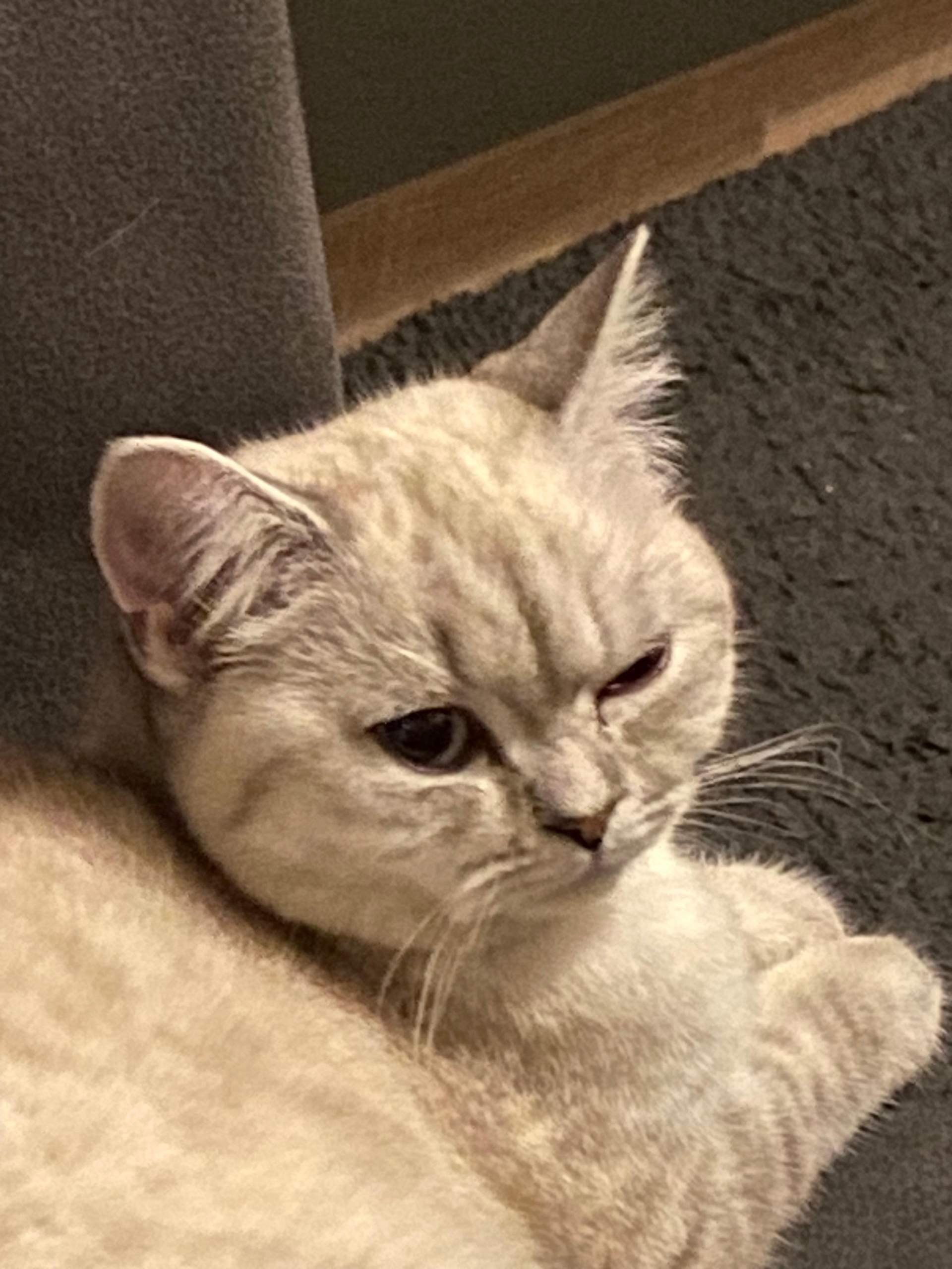 Meine Katze drückt einer Ihrer Augen komisch runter? (Entzündung, Tierarzt, Tiermedizin)