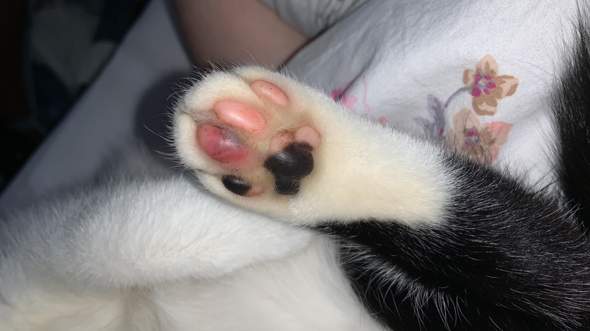 meine katze hat bluterguss an der pfote katze humpelt was tun gesundheit und medizin krank verletzung