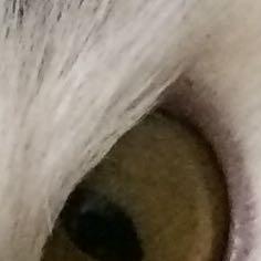 Auge. - (Krankheit, Katze, Augen)
