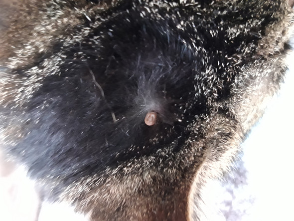Meine Katze Hat Braune Kügelchen Im Fell Tiere Katzen