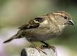 Das ist dieser Spatz - (finden, Spatz)