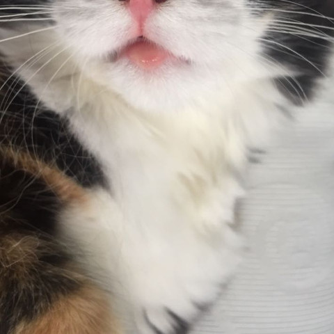 katze geschwollene pfote was tun