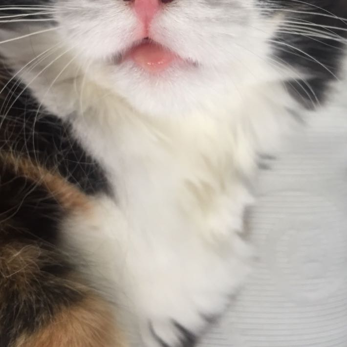 Meine Katze hat ein geschwollene Unterlippe? (Tiere, Tierarzt)