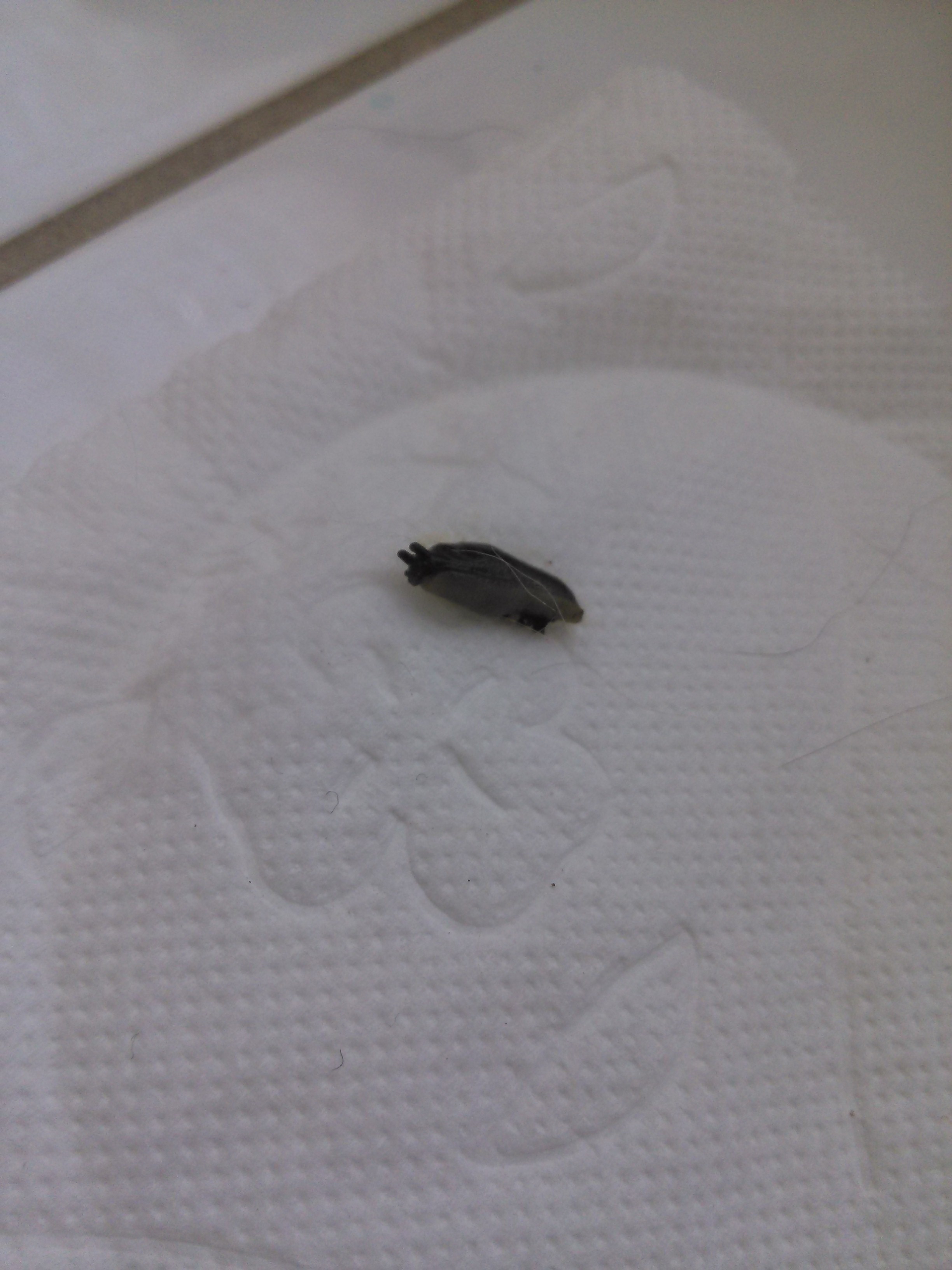 meine katze hat ein komisches tier im fell tiere katzen