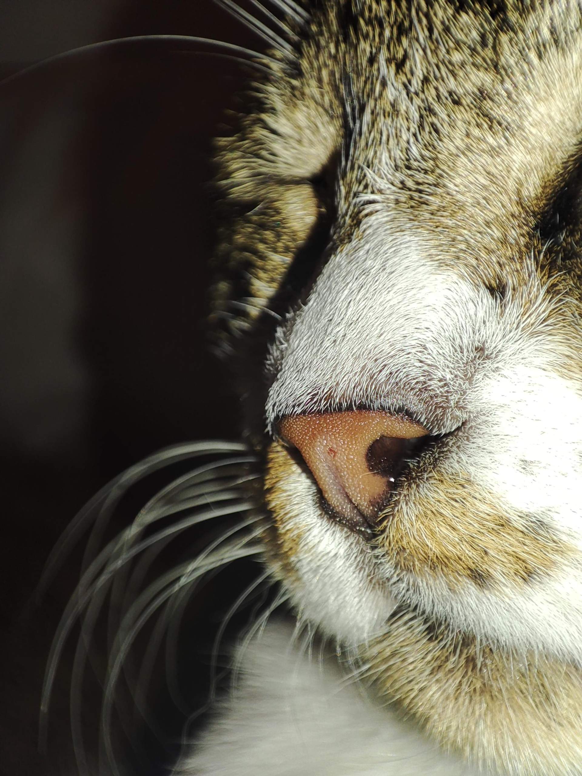 Meine Katze hat ein Loch in der Nase, ist es was schlimmes? (Entzündung, Tierarzt, Tiermedizin)