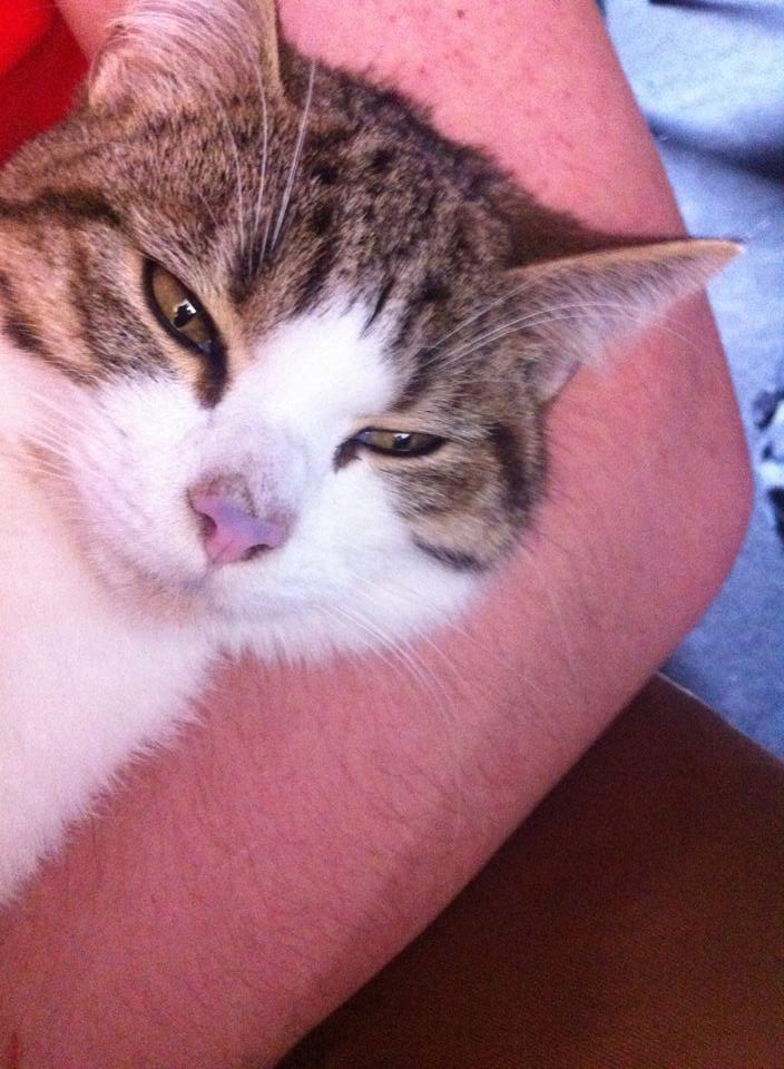 Meine Katze Hat Eine Blaue Nase Was Kann Es Sein