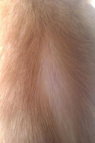 meine katze hat eine kahle stelle auf dem rucken wo ein roter punkt ist katzen