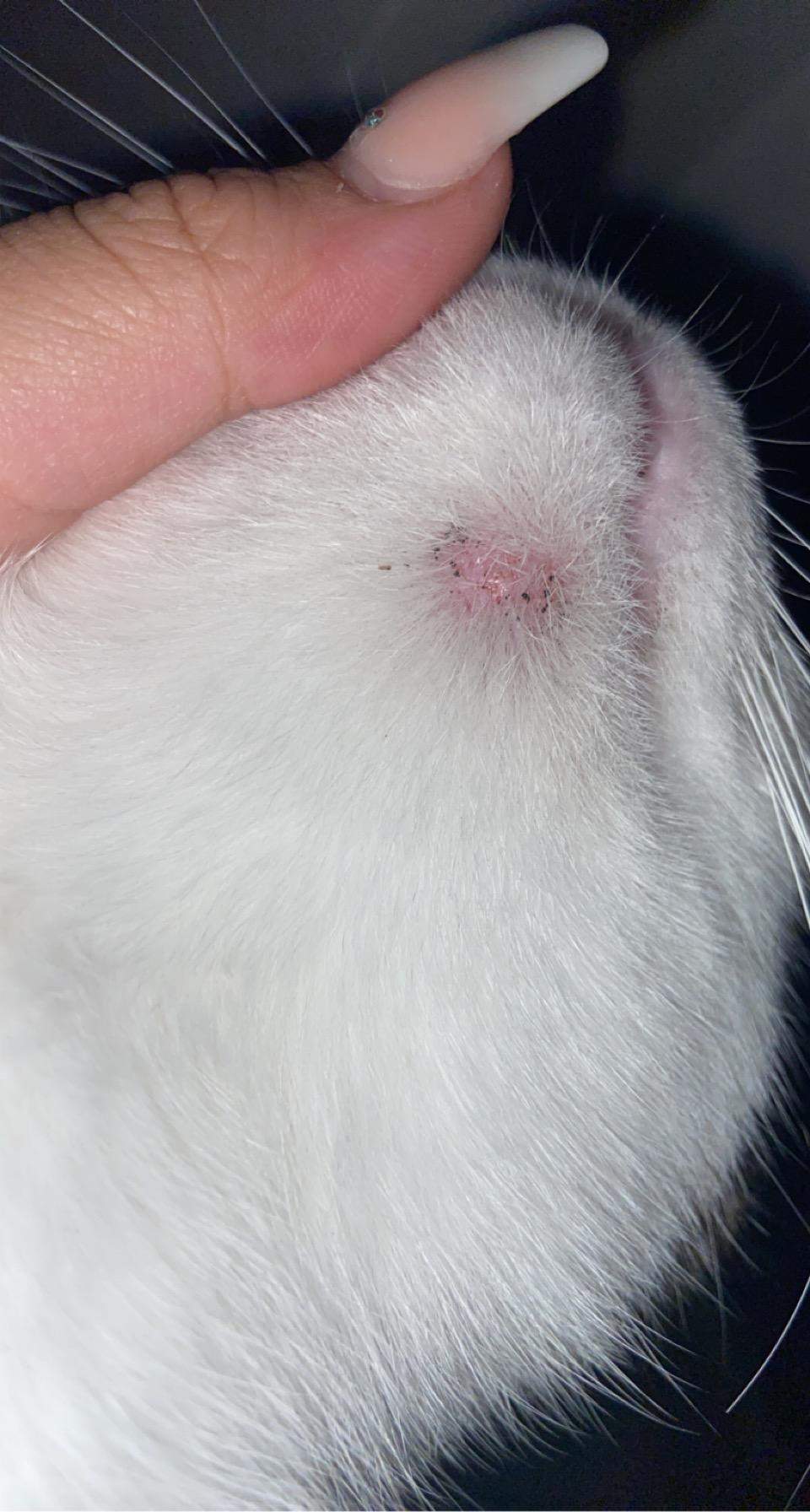 Meine Katze hat eine kahle Stelle im Fell? (Tiere)