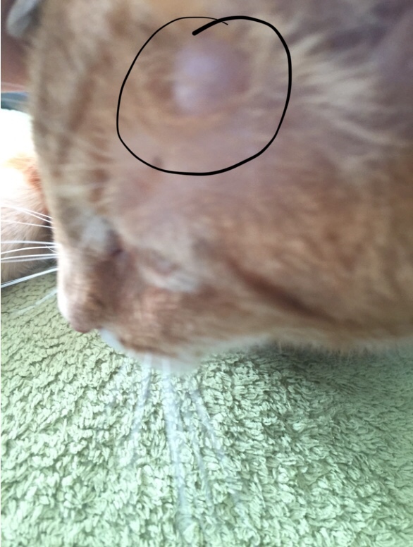 Meine Katze Hat Eine Komische Beule Auf Dem Kopf Meine Katze Hat Eine Komische Beule Auf Dem Kopf