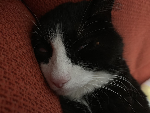 meine katze hat eine weisse haut vor ihre augen geschoben ist das normal krankheit katzen