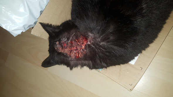 Meine Katze Hat Einen Blutigen Krustigen Ausschlag Was Soll Ich Tun Juckreiz Meine Katze Hat Einen Blutigen Krustigen Ausschlag Was Soll Ich Tun Juckreiz