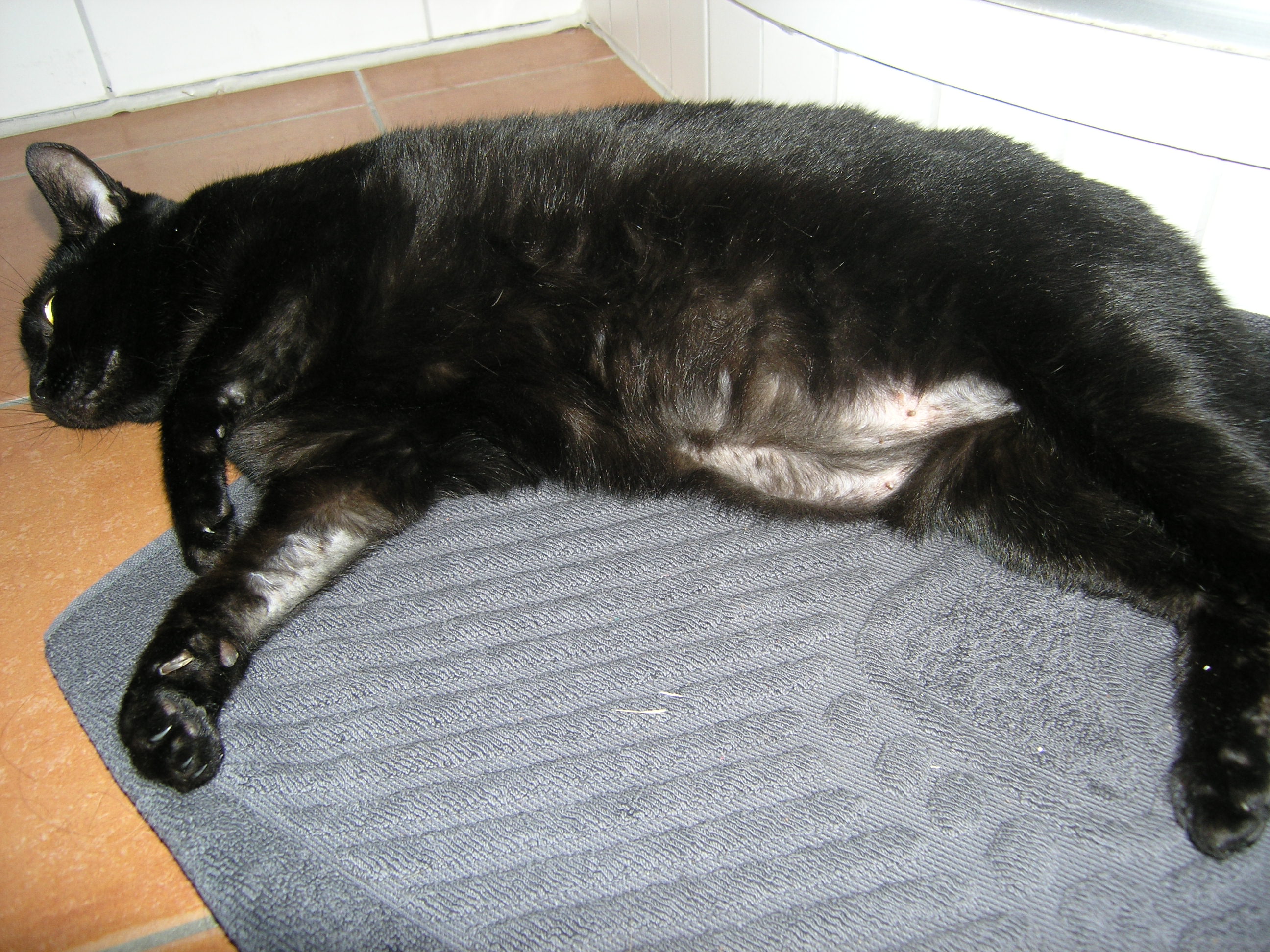 Meine Katze hat einen kahlen Bauch,aber das fell waechst nicht nach