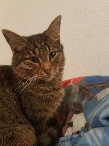 Nickhautvorfall Bei Katzen Nickhautvorfall Keine Krankheit