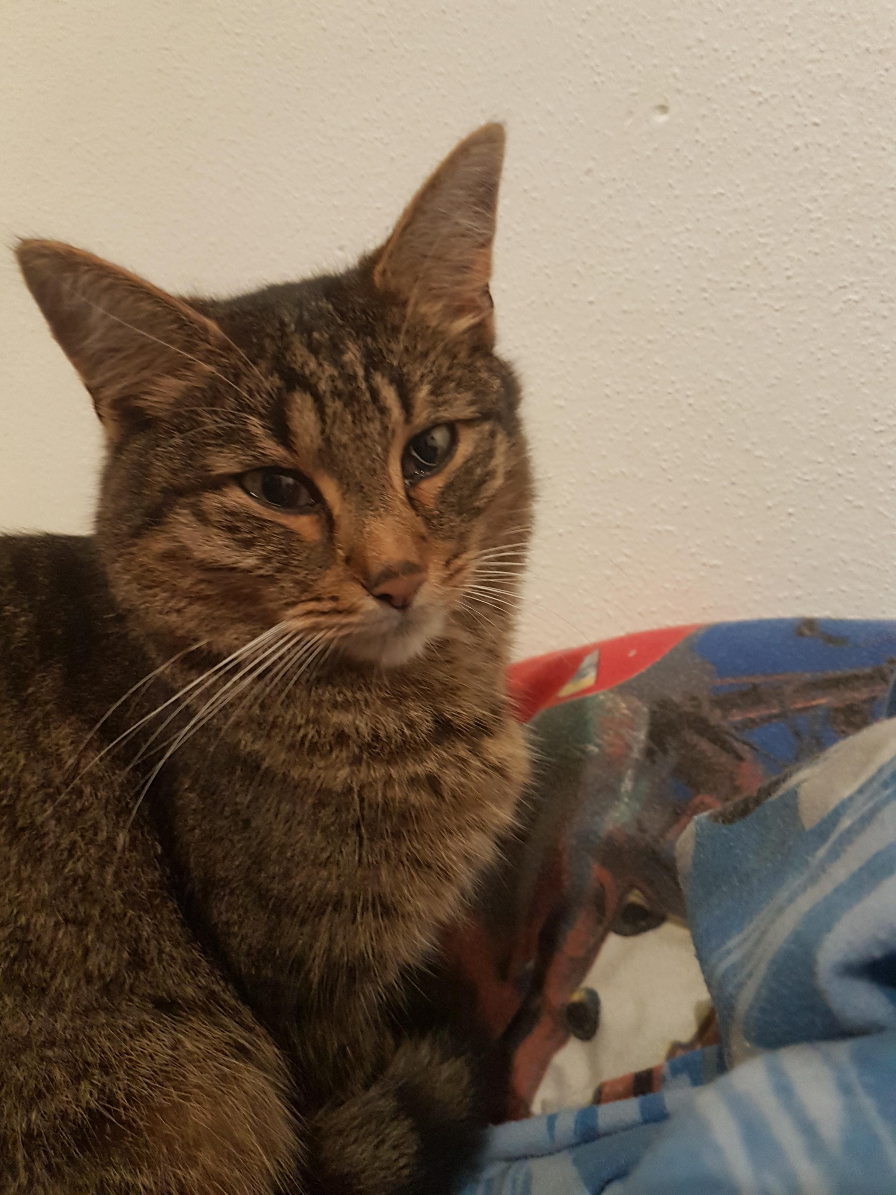 Meine Katze Hat Einen Nickhautvorfall Was Tun