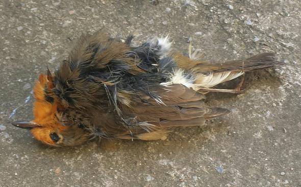 Vogelart? - (Katze, Vögel)