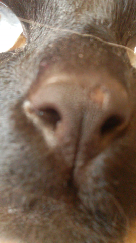 meine katze hat etwas an der nase muss ich mir sorgen machen bild beigelegt wunde