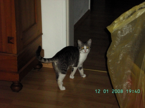 Meine Katze Hat Ganz Geschwollene Pfotenballen