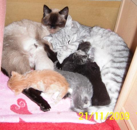 Meine Katze Hat Geworfen Hat Aber Jetzt Keine Muttermilch Mehr Was Tun Katzen Blahbauch Meine Katze Hat Geworfen Hat Aber Jetzt Keine Muttermilch Mehr Was Tun Katzen Blahbauch