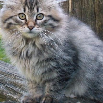 Meine Katze Hat Im Fell So Kleine Aber Viele Hubel So Eine Art