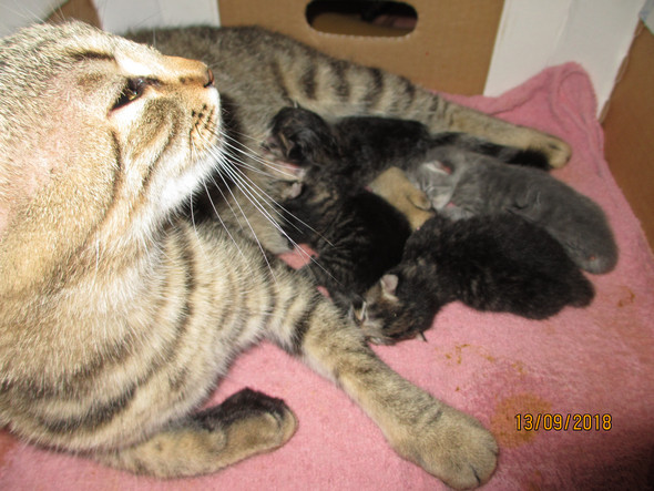 Meine Katze Hat Innerhalb 8 Stunden 4 Katzchen Bekommen Kommen Da