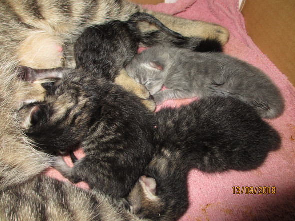 Meine Katze Hat Innerhalb 8 Stunden 4 Katzchen Bekommen Kommen Da