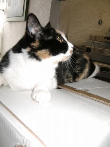 meine katze hat milben in beiden ohren