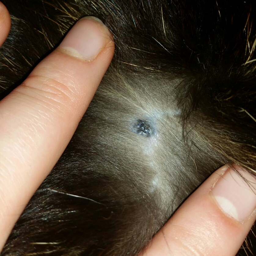 Schwarzer Hautkrebs Hautkrebs Bei Hunden Symptome / Schwarzer Hautkrebs