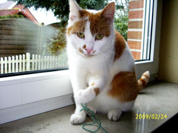 Meine Katze Ist Durch Den Umzug So Komisch Geworden Warum Katzen